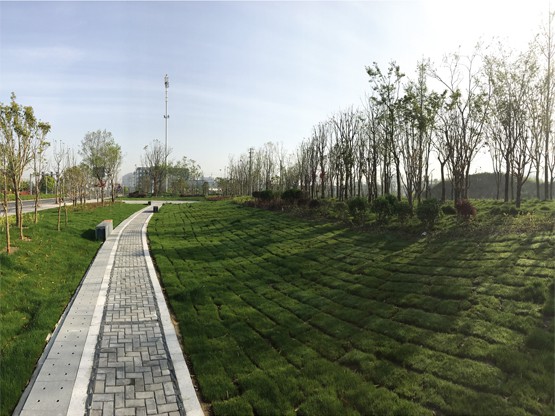 通揚路、泰鎮(zhèn)路園林綠化